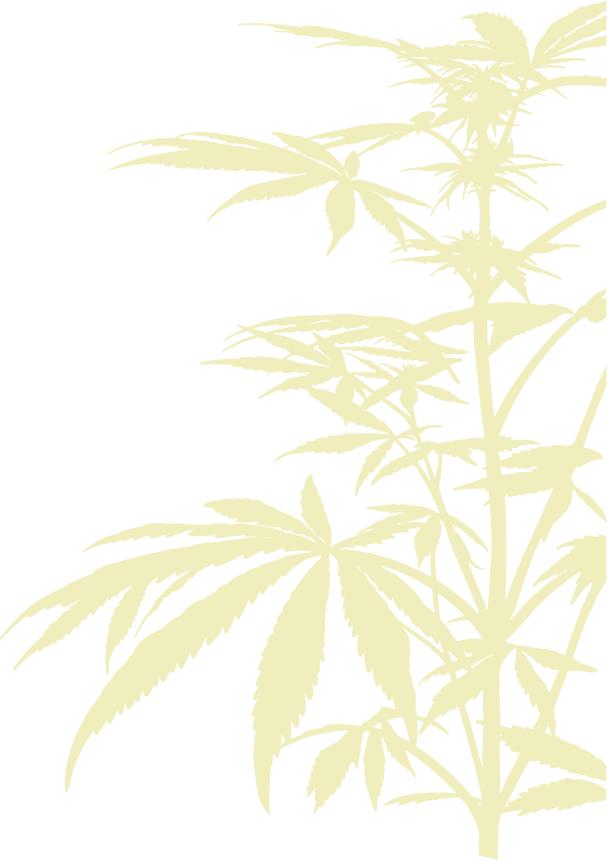 Cannabis plant