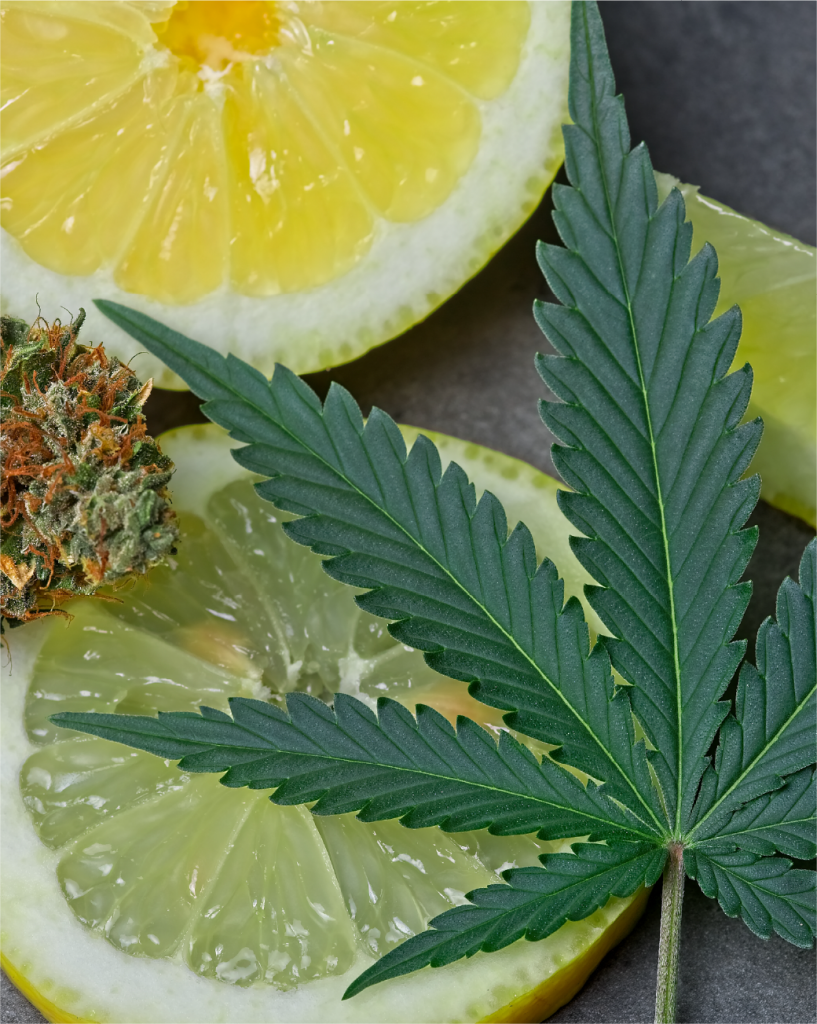 plant leaf with yellow lemons on table